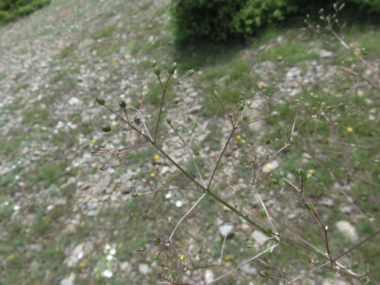 Изображение особи Trinia glauca.