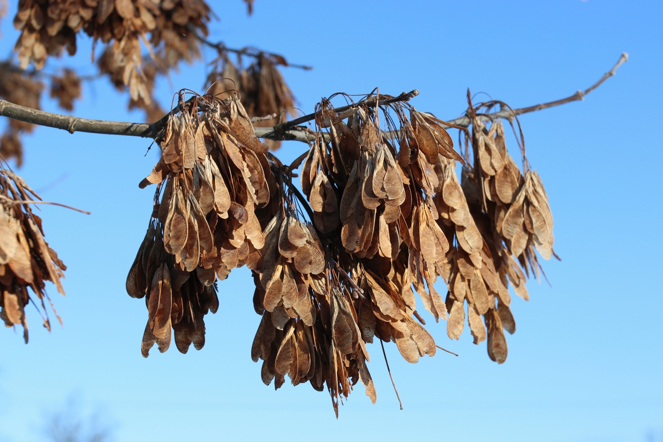 Image of Acer negundo specimen.