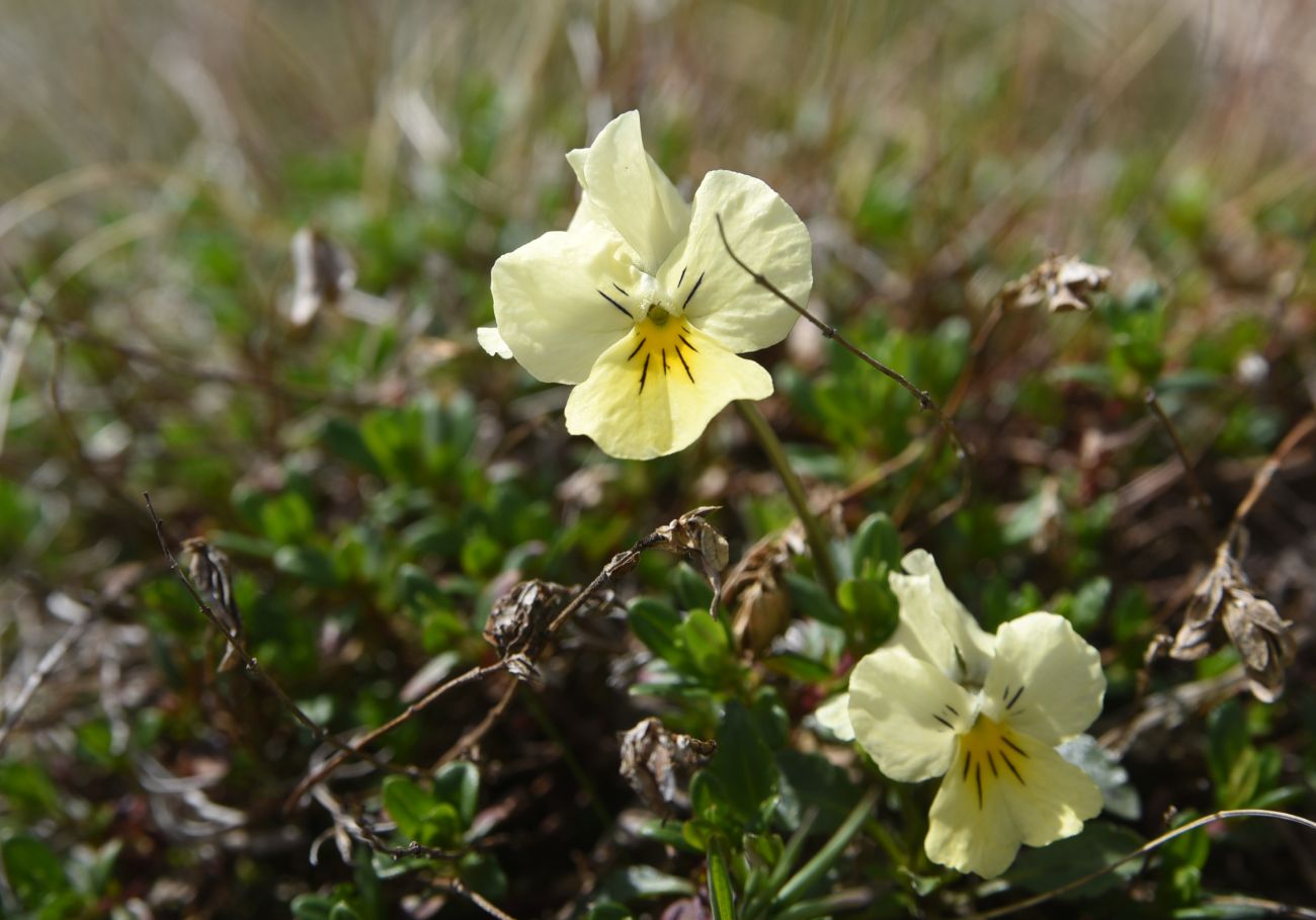 Image of Viola oreades specimen.