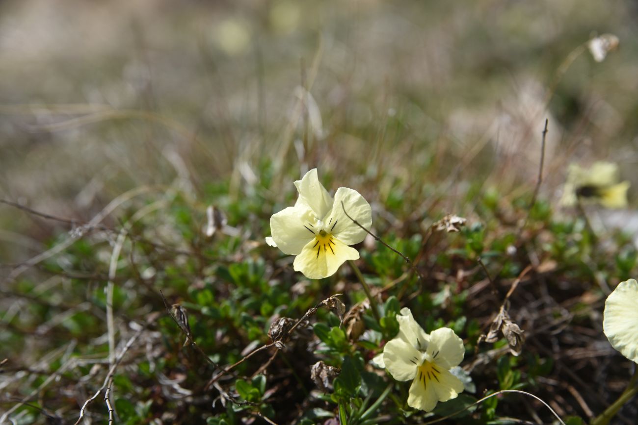 Изображение особи Viola oreades.