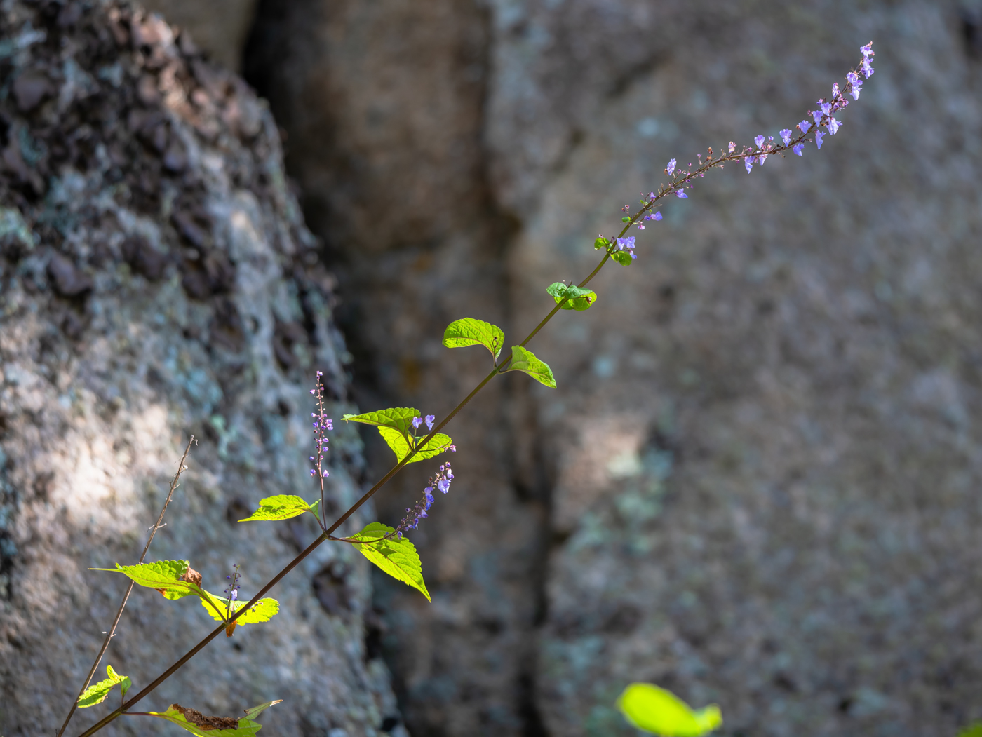 Image of genus Plectranthus specimen.