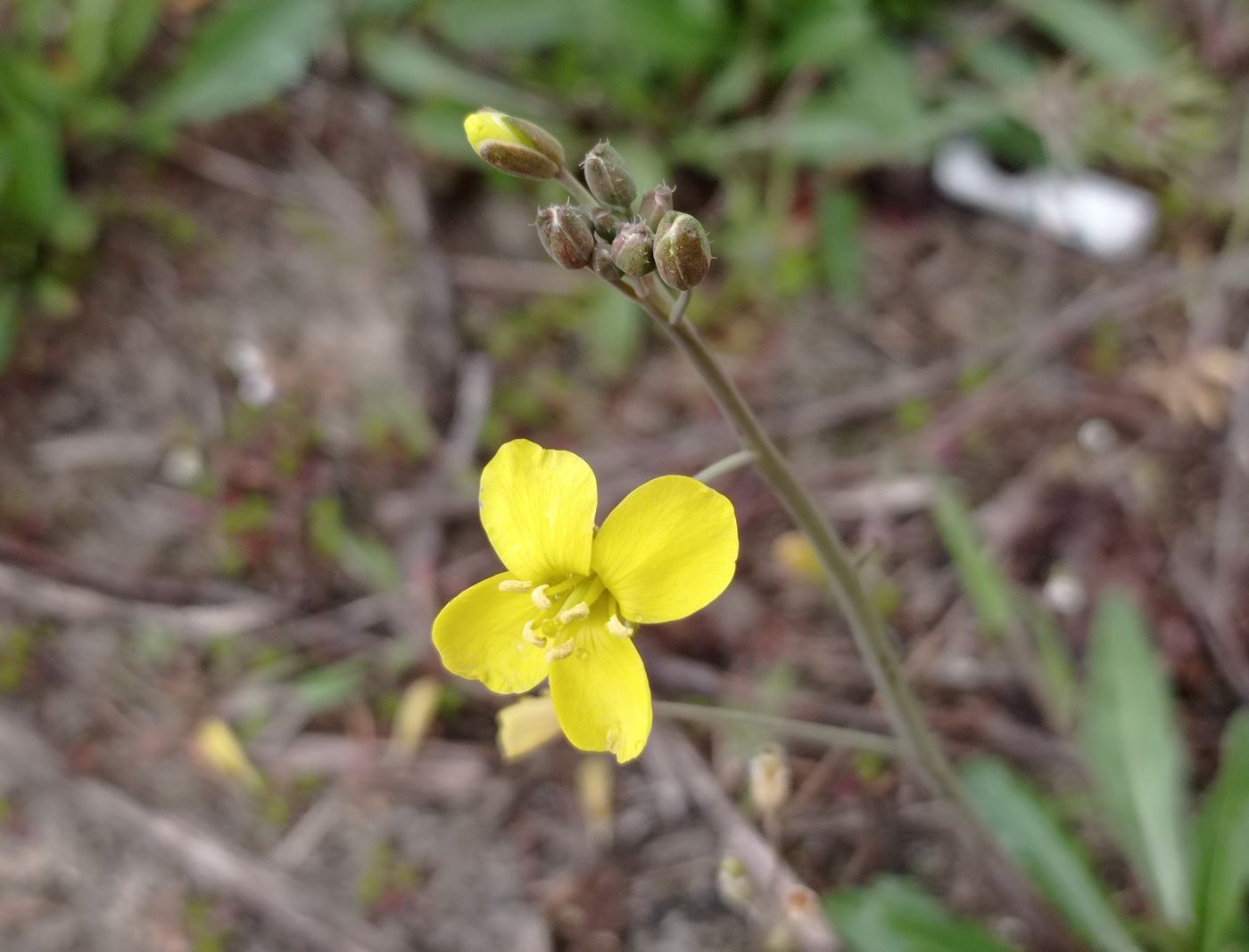 Image of Diplotaxis tenuifolia specimen.