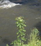 Fraxinus excelsior. Молодое дерево. Грузия, край Самцхе-Джавахети, Аспиндзский муниципалитет, напротив ур. Тавкветула, лев. берег р. Кура. 29 мая 2025 г.