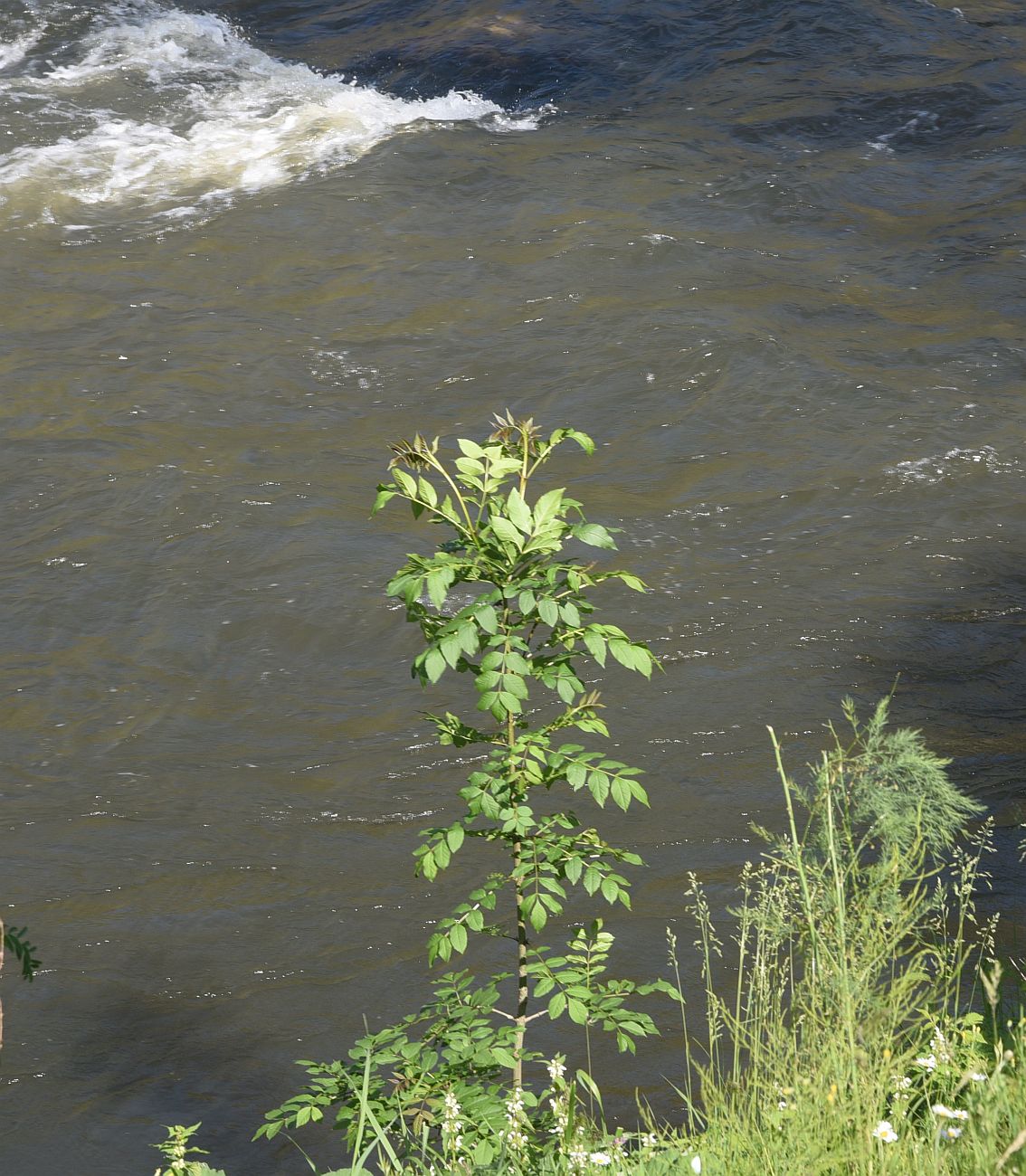 Изображение особи Fraxinus excelsior.