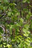 Betula lanata. Веточки с соцветиями и молодыми листьями. Южное Приморье, Сихотэ-Алинь, гора Камень Брат. 02.06.2001.