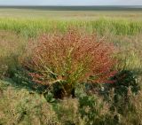 genus Rheum. Цветущее растение в сообществе с Poa bulbosa ssp. vivipara. Астраханская обл., Ахтубинский р-н, г. пос. Нижний Баскунчак, Богдинско-Баскунчакский запов., занятое лугово-степной растительностью карстовое поле. 07.05.2025.