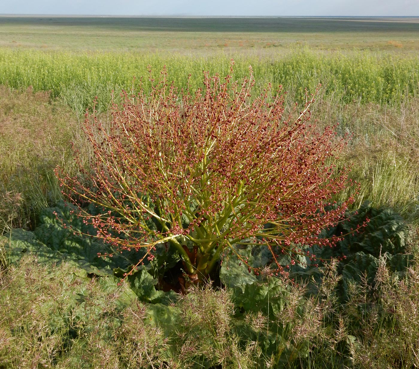 Image of genus Rheum specimen.