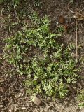 род Lepidium