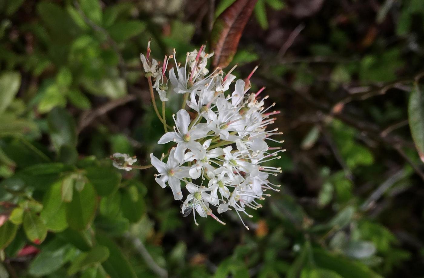 Image of Ledum groenlandicum specimen.