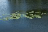 Nuphar lutea. Цветущие растения. С.-Петербург, Петергоф, Луговой парк, Руинный пруд. 07.06.2026.