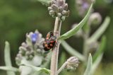 Anchusa leptophylla. Часть побега с цикадками. Крым, окр. г. Симферополь, поляна в дубовом редколесье. 17.05.2026.