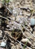 Allium korolkowii