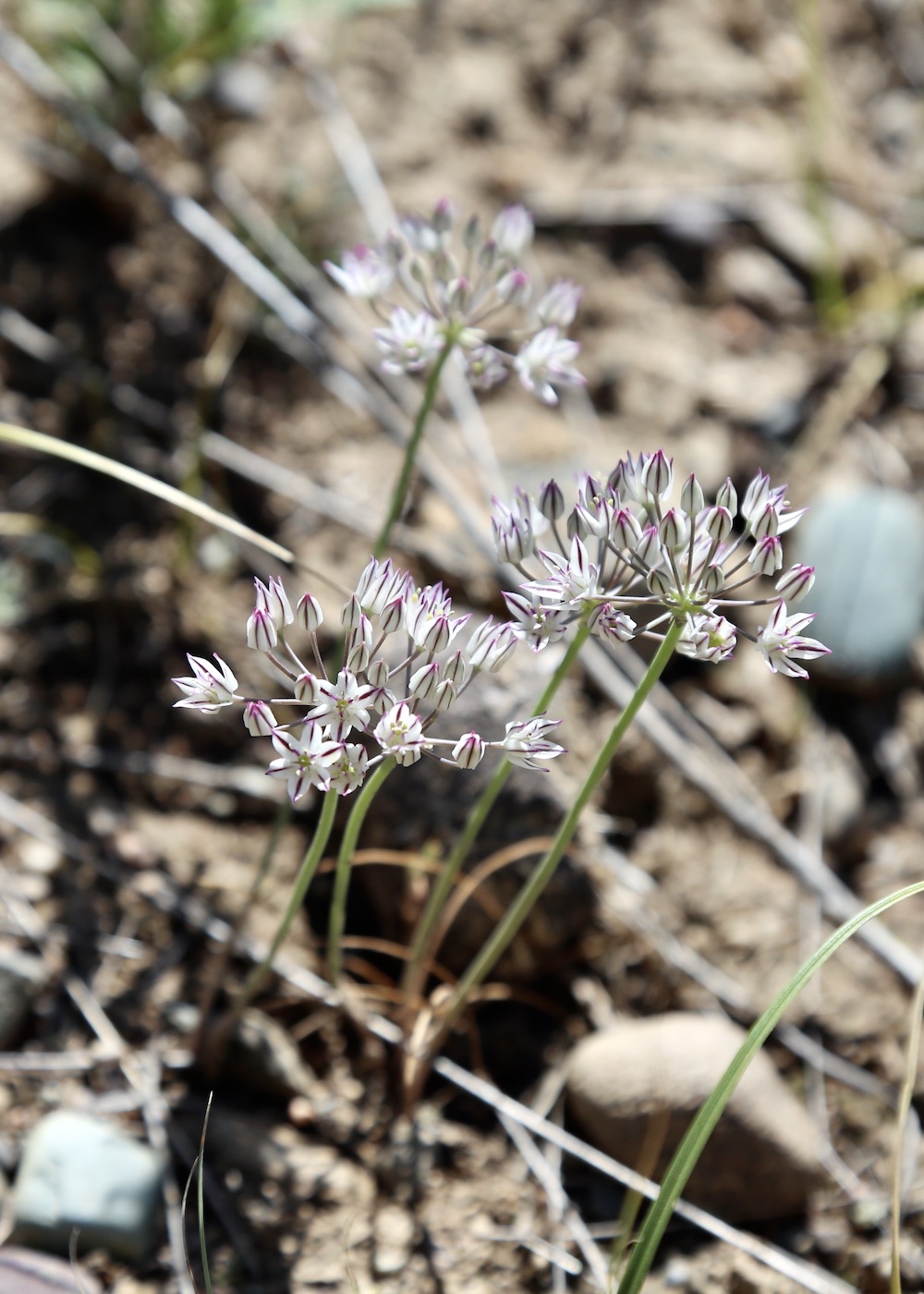 Изображение особи Allium oreophiloides.