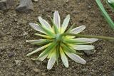 genus Tragopogon