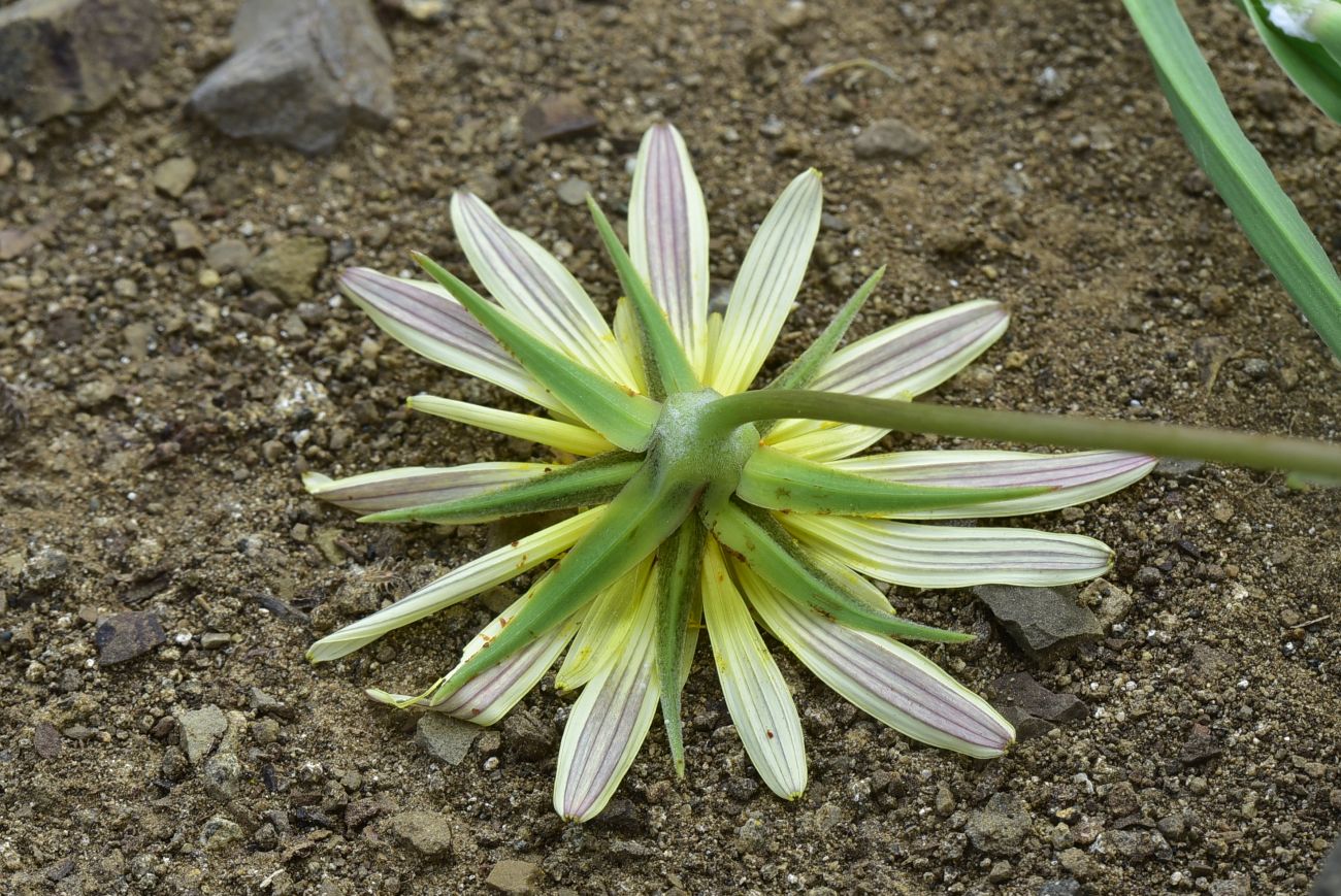 Image of Tragopogon graminifolius specimen.