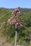 род Allium
