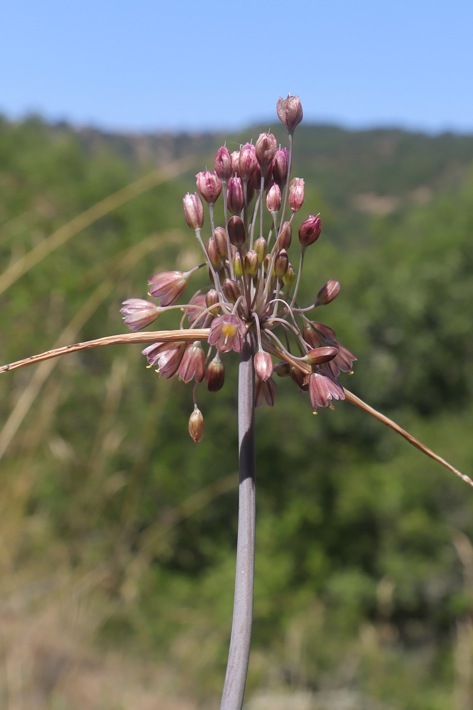 Изображение особи род Allium.