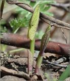 Aristolochia clematitis. Молодые весенние побеги. Чувашия, окр. г. Шумерля, берег р. Сура, ниже устья р. Мочалка. 9 мая 2011 г.