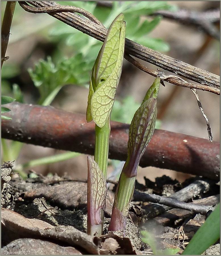 Изображение особи Aristolochia clematitis.