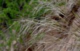 род Stipa