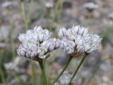 Allium oreoprasum
