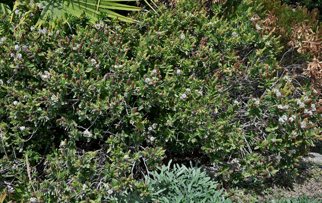 Image of Hebe speciosa specimen.