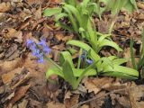 Hyacinthus orientalis. Цветущее растение. Владивосток, ботанический сад-институт ДВО РАН. 15 мая 2011 г.