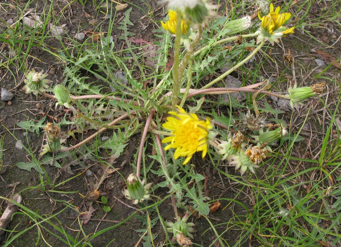 Image of Taraxacum scariosum specimen.