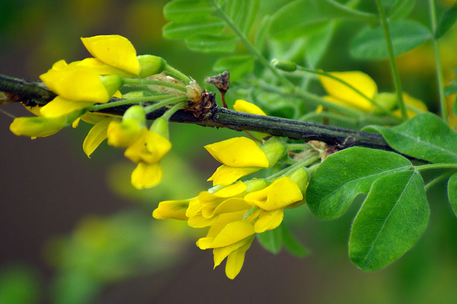 Image of Caragana arborescens specimen.