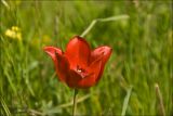 Tulipa suaveolens