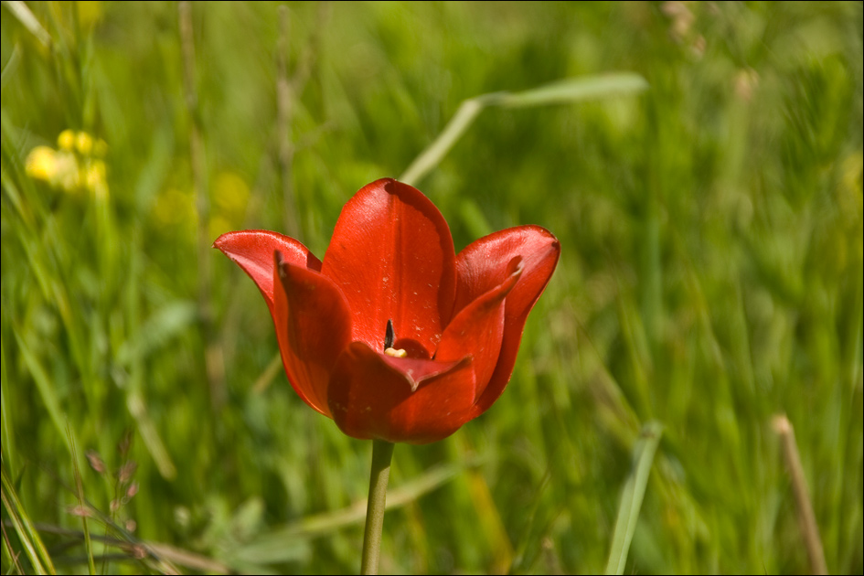 Изображение особи Tulipa suaveolens.