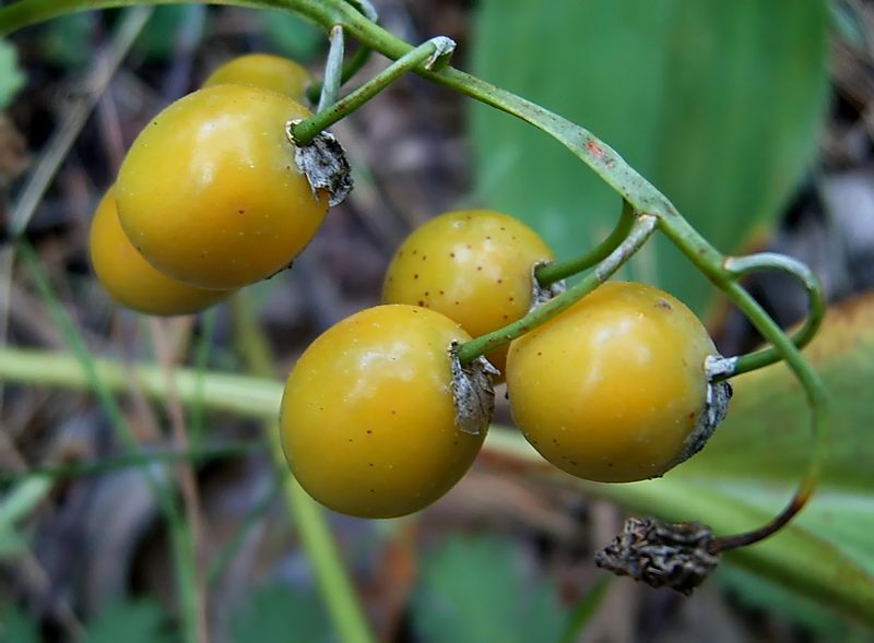 Image of Convallaria majalis specimen.