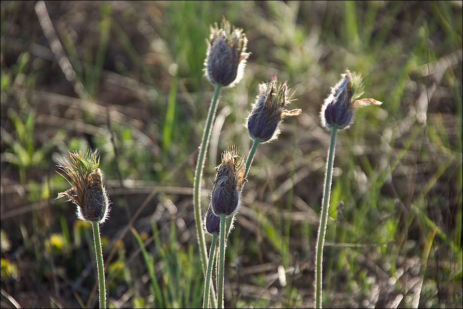 Image of Pulsatilla taurica specimen.