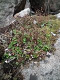 Saxifraga rivularis