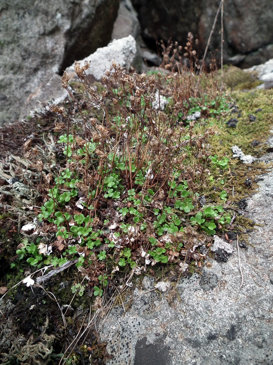 Изображение особи Saxifraga rivularis.