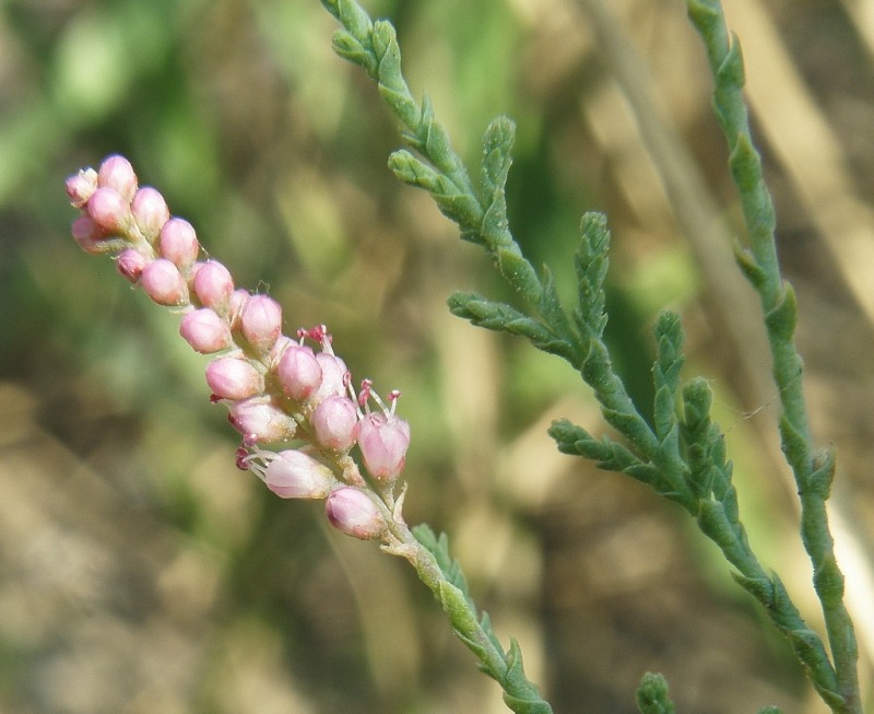 Изображение особи Tamarix ramosissima.