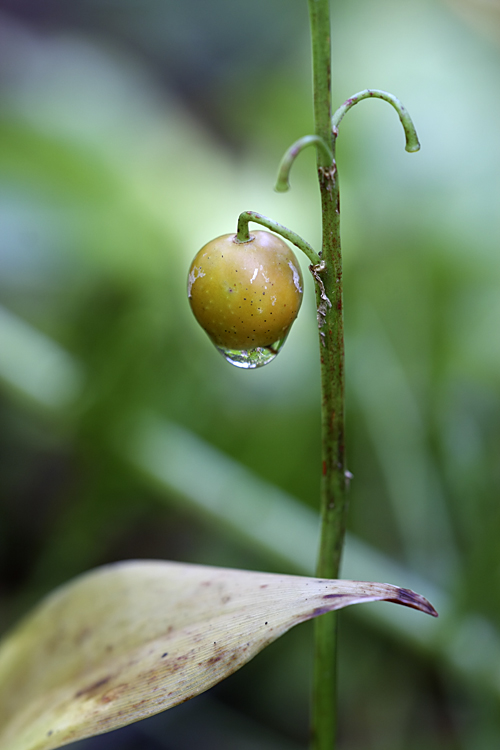 Изображение особи Convallaria majalis.