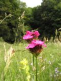 Dianthus capitatus. Верхушка расцветающего растения. Крым, Симферополь, Долгоруковская яйла. 26 июня 2011 г.