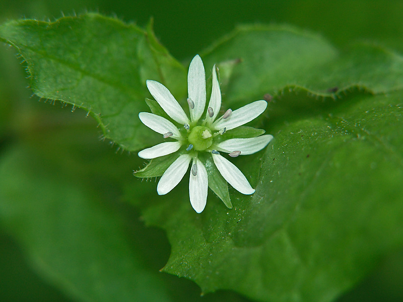 Изображение особи Myosoton aquaticum.