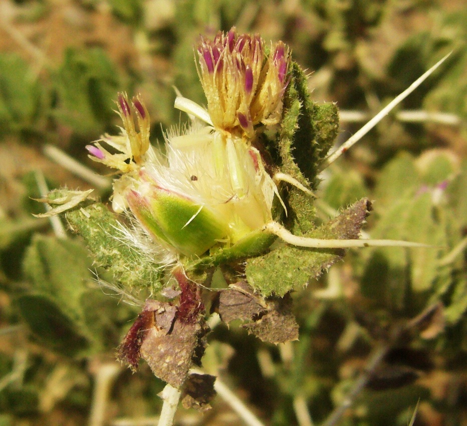 Image of Centaurea belangeriana specimen.