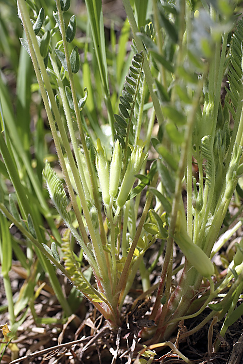 Image of Astragalus andarabicus specimen.