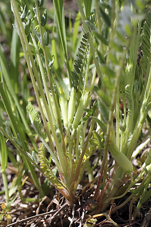 Изображение особи Astragalus andarabicus.