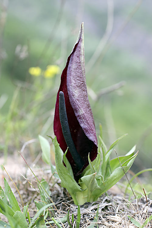 Image of Eminium lehmannii specimen.