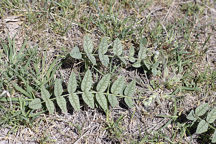 Image of Onobrychis chorassanica specimen.
