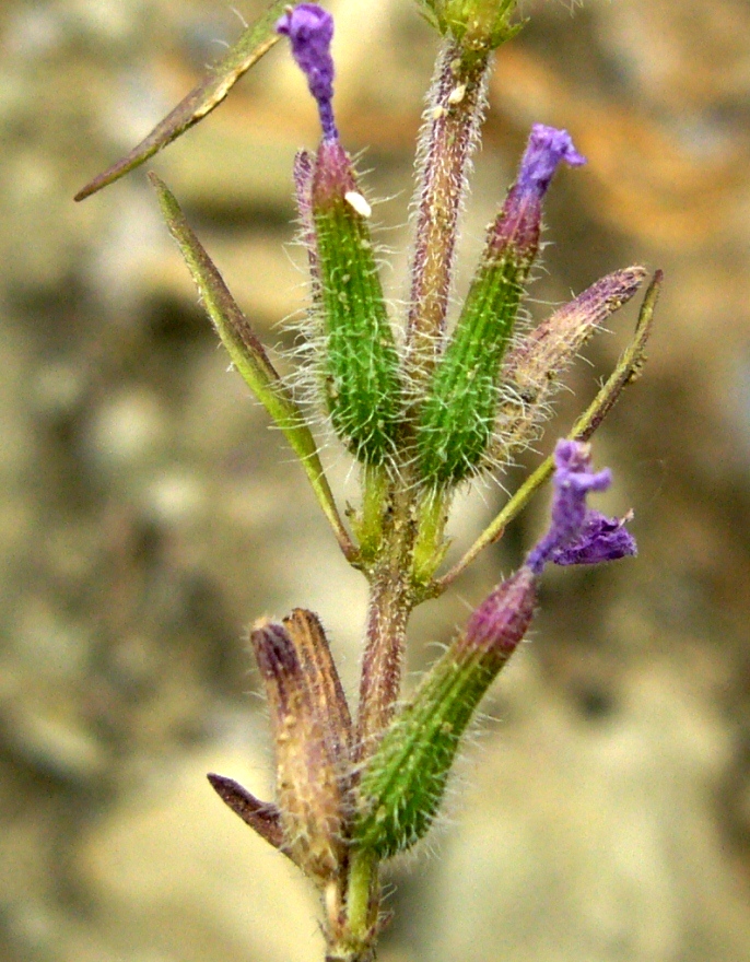 Image of Ziziphora persica specimen.