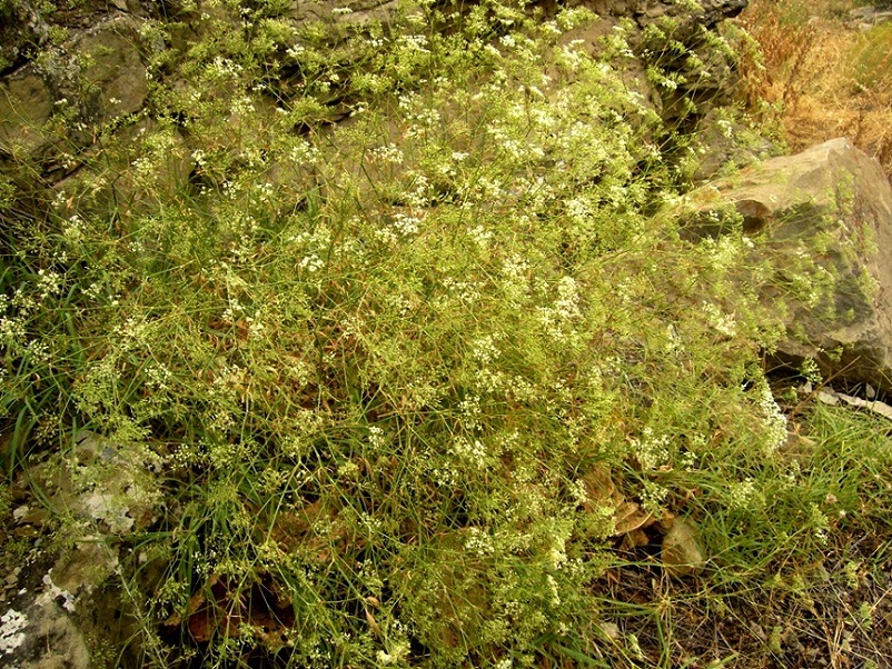 Image of Falcaria vulgaris specimen.