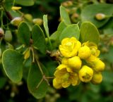 Berberis turcomanica