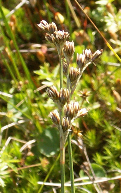 Изображение особи Juncus squarrosus.