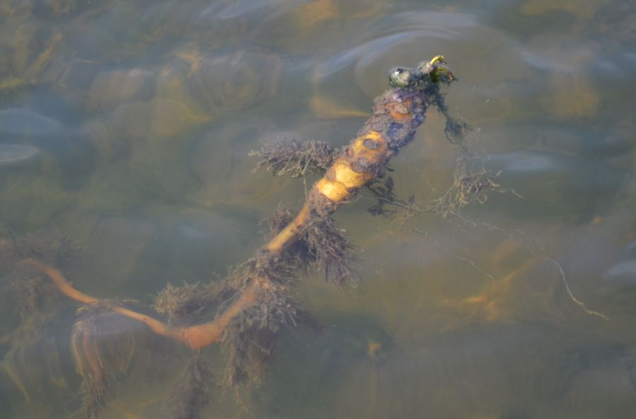 Image of Trapa astrachanica specimen.