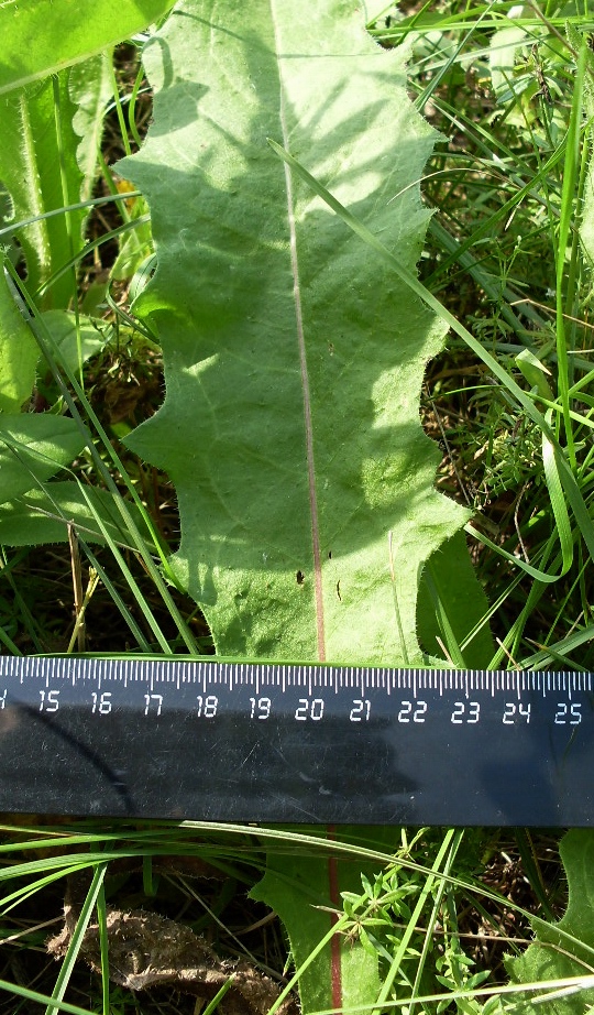 Image of genus Picris specimen.